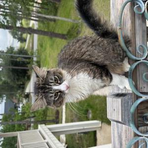 Lost Cat Bean