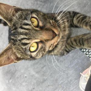 Found Cat unknown