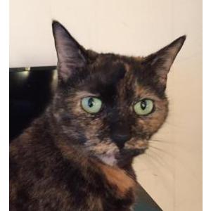 Image of Caramel, Lost Cat