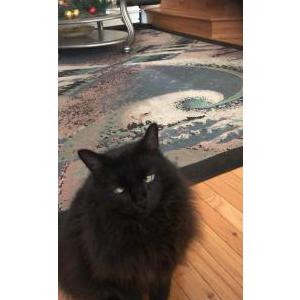 Image of Misha, Lost Cat