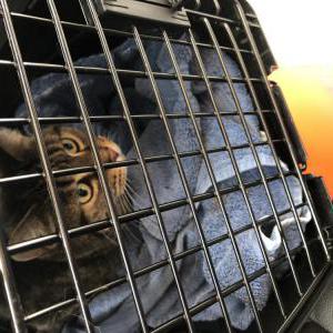 Found Cat Unknown found cat