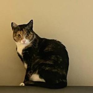 Lost Cat Pepper