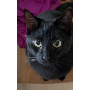 Image of Sundae, Lost Cat