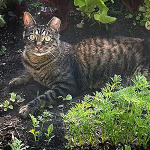 Lost Cat Sandy