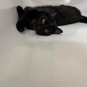 Lost Cat Thor