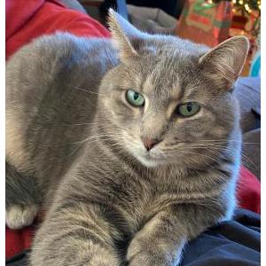 Lost Cat Luna