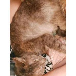 Lost Cat Chai