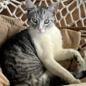 Lost Cat dale
