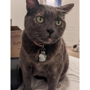 Lost Cat Junee