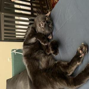 2nd Image of Pants, Lost Cat