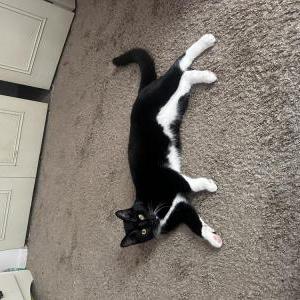 Lost Cat stella