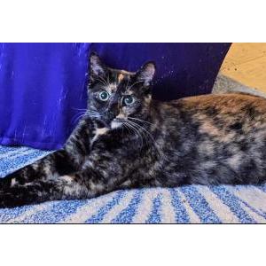 Lost Cat Kali