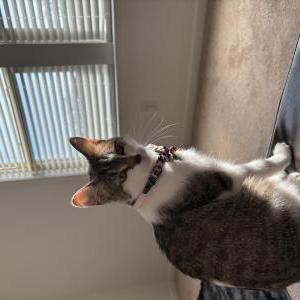 Lost Cat Baby