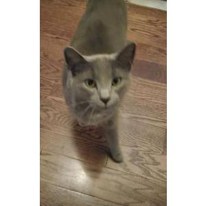Lost Cat Pepper