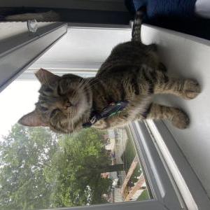 Lost Cat Oakley
