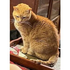 Lost Cat Leo