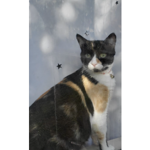 Image of Bobbi, Lost Cat