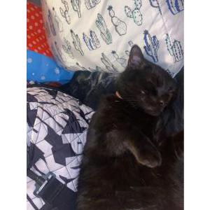 Lost Cat Bat