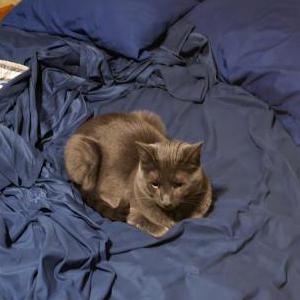 Lost Cat Milton