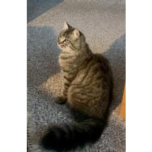 Lost Cat BOP