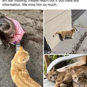 Lost Cat Lynyrd