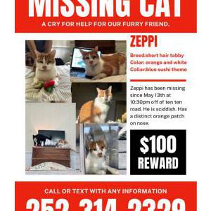 Lost Cat Zeppi