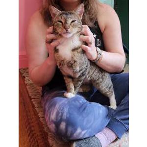 Found Cat unknown