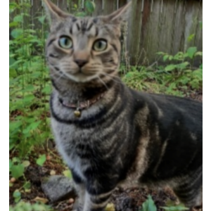 2nd Image of Berry, Lost Cat
