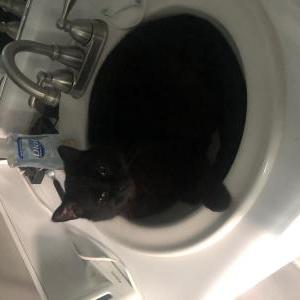 Lost Cat Killer