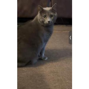 Lost Cat Smokey