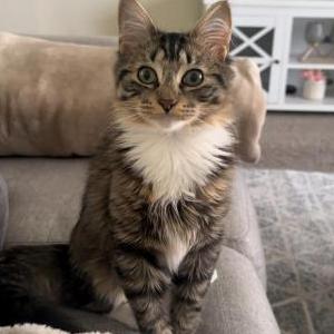 Lost Cat Luna