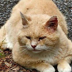 Lost Cat Tigger