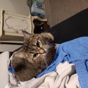 Lost Cat Peach