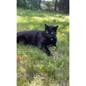 Lost Cat Binx