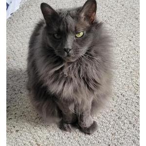 Image of Storm, Lost Cat