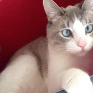 Lost Cat Oliver