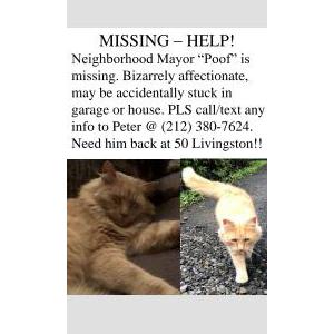 Lost Cat Poof
