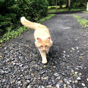 2nd Image of Poof, Lost Cat