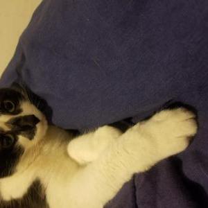 Lost Cat SWEETIE TODD