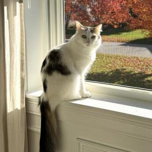 Lost Cat Dottie