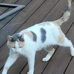 Image of Unknown, Found Cat