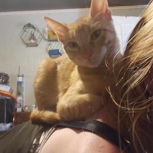 Lost Cat Trouble