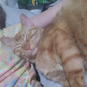 2nd Image of Trouble, Lost Cat