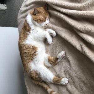 Lost Cat Butter