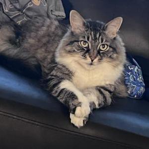 Lost Cat Sebastian