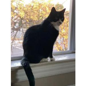 Lost Cat Winston
