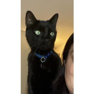 Lost Cat POTUS