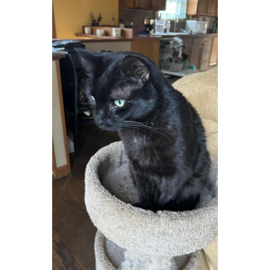 2nd Image of POTUS, Lost Cat
