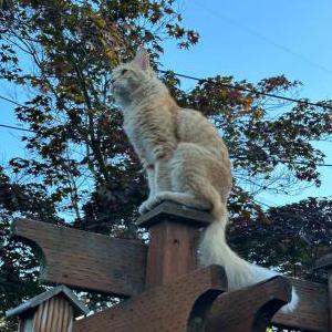 Lost Cat Pumpkin