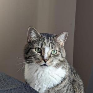 Lost Cat Figgys